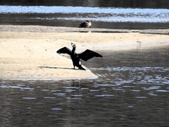 Great Cormorant (Phalacrocorax carbo)