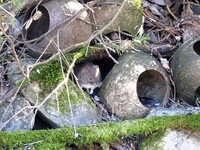 Field vole (Microtus agrestis)