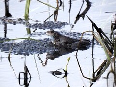 Buttsnutefrosk (Rana temporaria)