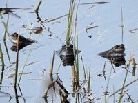 Buttsnutefrosk (Rana temporaria)