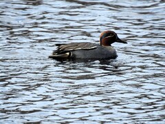 Eurasian Teal (Anas crecca)