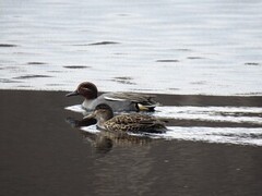 Eurasian Teal (Anas crecca)