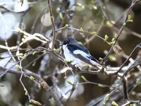 Svarthvit fluesnapper (Ficedula hypoleuca)