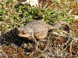 Padde (Bufo bufo)