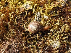 Krattsnegl (Arianta arbustorum)