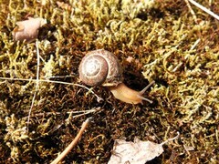 Krattsnegl (Arianta arbustorum)