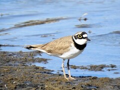 Little Ringed Plover (Charadrius dubius)