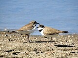 Dverglo (Charadrius dubius)