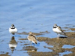 Little Ringed Plover (Charadrius dubius)