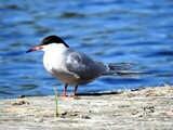 Makrellterne (Sterna hirundo)