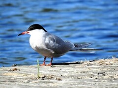 Common Tern (Sterna hirundo)