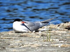 Makrellterne (Sterna hirundo)