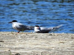 Common Tern (Sterna hirundo)