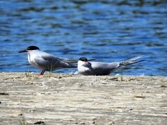 Makrellterne (Sterna hirundo)