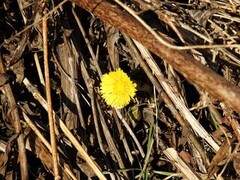 Hestehov (Tussilago farfara)