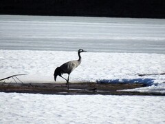 Trane (Grus grus)