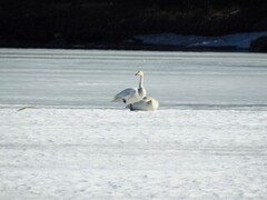 Whooper Swan (Cygnus cygnus)