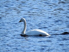 Whooper Swan (Cygnus cygnus)