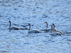 Whooper Swan (Cygnus cygnus)