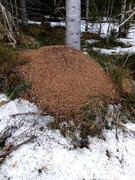 Skogmaur (Formica)