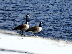 Canada Goose (Branta canadensis)
