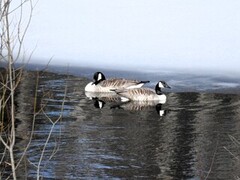 Canada Goose (Branta canadensis)