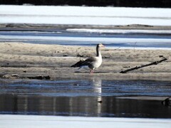 Greylag Goose (Anser anser)