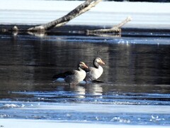 Greylag Goose (Anser anser)