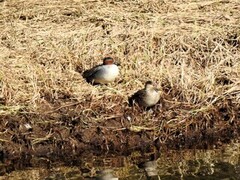 Eurasian Teal (Anas crecca)
