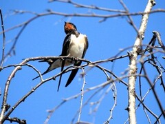 Låvesvale (Hirundo rustica)