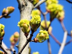 Norway  Maple (Acer platanoides)