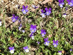 Stemorsblom (Viola tricolor)