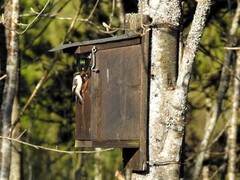 Svarthvit fluesnapper (Ficedula hypoleuca)