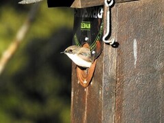 Svarthvit fluesnapper (Ficedula hypoleuca)