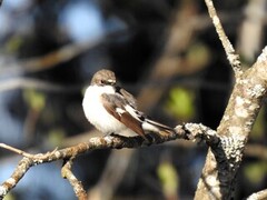 Svarthvit fluesnapper (Ficedula hypoleuca)
