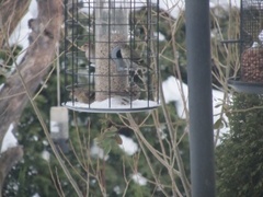 Lesser Redpoll (Acanthis cabaret)