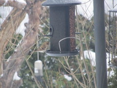 Lesser Redpoll (Acanthis cabaret)