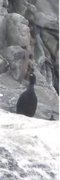 European Shag (Phalacrocorax aristotelis)