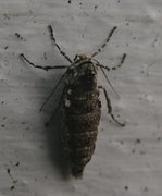 Marsmåler (Phigalia pilosaria)