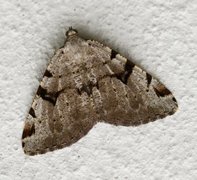 The V-Moth (Macaria wauaria)