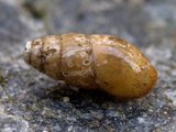 Småagatsnegl (Cochlicopa lubricella)