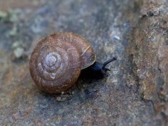 Hairy Snail (Trochulus hispidus)