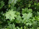 Praktmarikåpe (Alchemilla mollis)