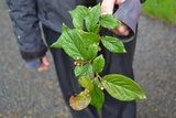 Bulkemispel (Cotoneaster bullatus)