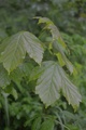 Platanlønn (Acer pseudoplatanus)