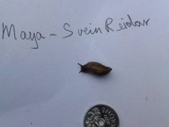 Ravsnegler (Succineidae)