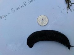 European black slug (Arion ater)