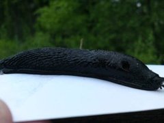 European black slug (Arion ater)
