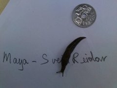 Gray field slug (Deroceras reticulatum)