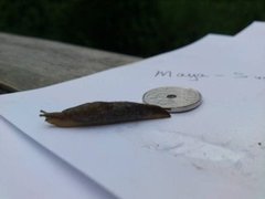 Gray field slug (Deroceras reticulatum)